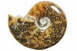 Polished, Agatized Ammonite (Cleoniceras) - Madagascar #110514-1